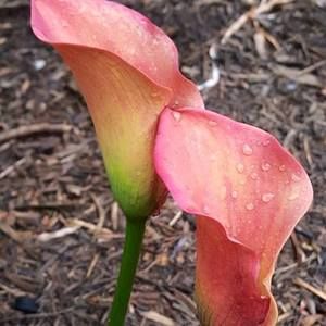 Meet your Posher, Colleen